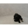 Bobine (allumage) RENAULT CLIO 2 PHASE 1 d’occasion