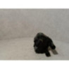 Bobine (allumage) RENAULT CLIO 2 PHASE 1 d’occasion